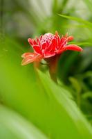 flor de dala roja o jengibre antorcha en jardín verde. foto