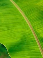 textura de hoja de plátano fresca. foto