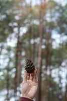 mano de mujer sosteniendo semillas secas de cono de pino a la luz del sol de la mañana con fondo bokeh foto