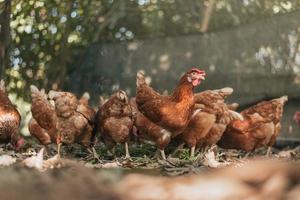 pollo de corral en granja ecológica. gallina feliz y pollo en la naturaleza orgánica. concepto de agricultura orgánica. foto