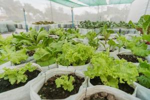 Fresh Green vegetables in hydroponics farm. organic and hydroponic farm concept. photo