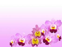 pink orchids background with copy space. photo