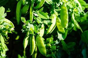 una pila de guisantes dulces verdes pisum sativum foto