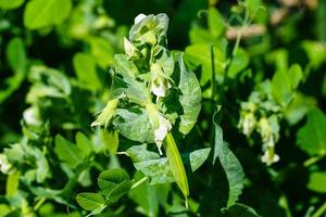 a stack of green sweet peas Pisum sativum photo