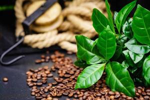 algunas hojas de una planta de café granos de café tostados foto