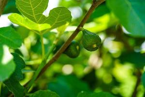 Ficus carica Fig tree with fruits in the old country next to Hamburg photo