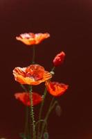 Bouquet of red poppies flowers on dark background. Wild flowers. Close up photo. High quality photo