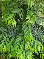 Close-up view of green leaves. Lush foliage background. Save environment. photo