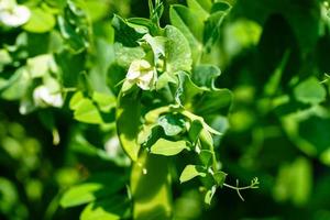 a stack of green sweet peas Pisum sativum photo