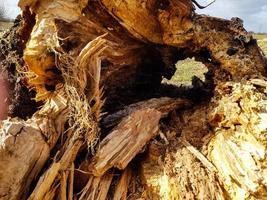 a storm uprooted the trees in the nature reserve Ruebker Moor photo