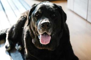 15 years old short coated british Labrador Retriever girl photo