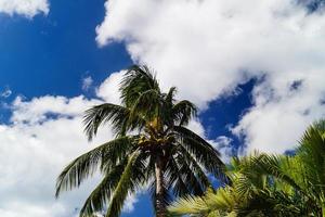 Coconut Palm tree at Saint Lucia photo