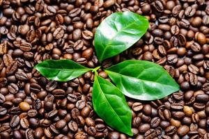 algunas hojas de una planta de café granos de café tostados foto