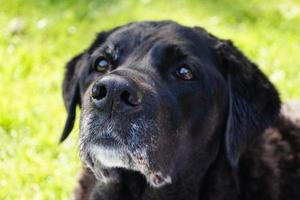 Niña de 15 años de edad, labrador retriever británico de pelo corto foto