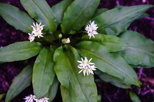 fresh harvested wild garlic for a homemade herb butter photo