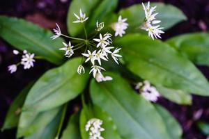 fresh harvested wild garlic for a homemade herb butter photo