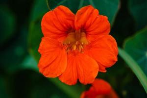 the pretty orange flowers of the nasturtium tropaeolum majus photo