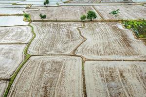fondo de campos de arroz, en la temporada de lluvias, el agricultor prepara un espacio para la siembra de arroz. foto