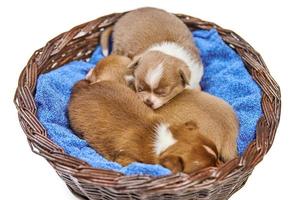 Sleeping Chihuahua puppies in basket. photo