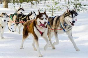 Sled dogs race competition. Siberian husky dogs in harness. Sleigh championship challenge in cold winter russia forest. photo