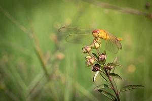 Close up of yellow dragonfly resting on grass photo