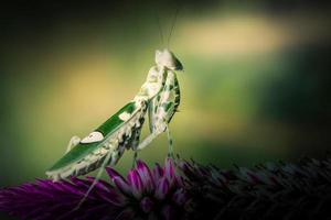 Close up praying mantis on branch with blurred nature background photo