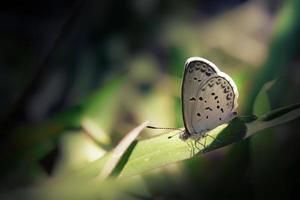 cerrar pequeña mariposa blanca sobre el césped foto