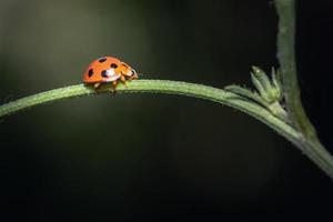 una mariquita trepando por las ramas foto