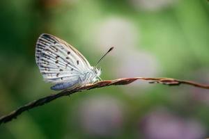 Close up White little butterfly on grass photo