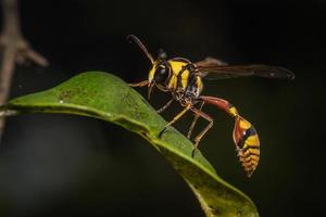 cerrar avispa pelada amarilla en la hoja foto