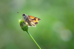 Primer plano de un insecto saltador sobre el césped foto