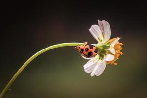 Close up ladybug hiding on a flower photo