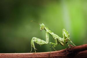 cerrar mantis religiosa en rama con fondo de naturaleza borrosa foto