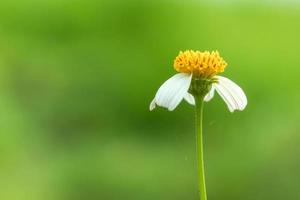 Close up of white grass flower with blurred nature background photo