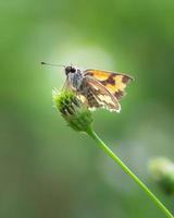 Primer plano de un insecto saltador sobre el césped foto