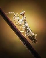 cerrar mantis religiosa en rama con fondo de naturaleza borrosa foto