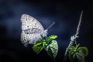 Close up White butterfly on leaves photo