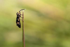 Close up wasp moth on grass photo