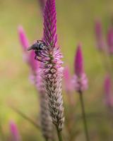 black wasp on grass flowers photo