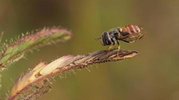 Close up an insect on grass photo