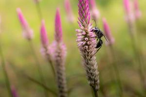 black wasp on grass flowers photo