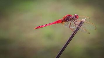 Close up of red dragonfly with blurred nature background photo