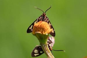 Cerrar polilla avispa sobre flores de hierba foto