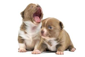 Yawning Chihuahua puppies. photo