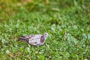 Dove on grass photo