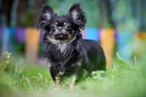 cachorro chihuahua, perrito en el jardín foto