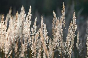 Calamagrostis epigejos bushgrass photo