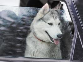 perro de trineo husky en coche, mascota de viaje foto