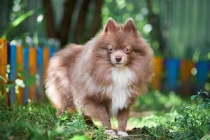 perro pomerania spitz en el jardín foto