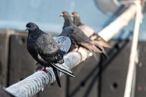 palomas sentadas en la guindaleza del barco. cuerda gruesa atada al amarre. palomas en el puerto de la ciudad foto